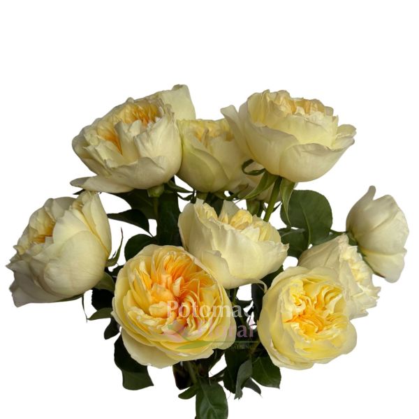 Garden Rose, Antonia Gardens - Potomac Floral Wholesale
